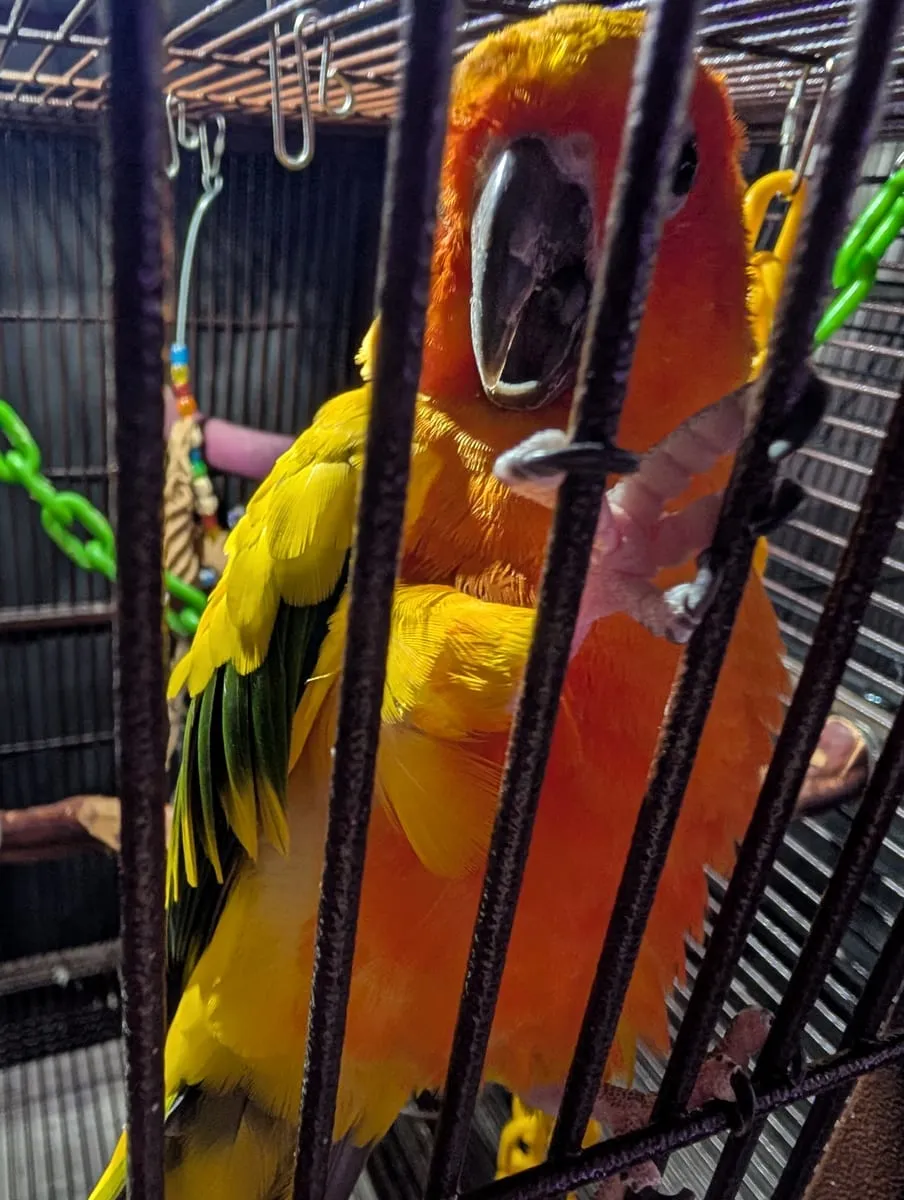 A sun conure with orange and yellow plumage perched on the top of an open cage