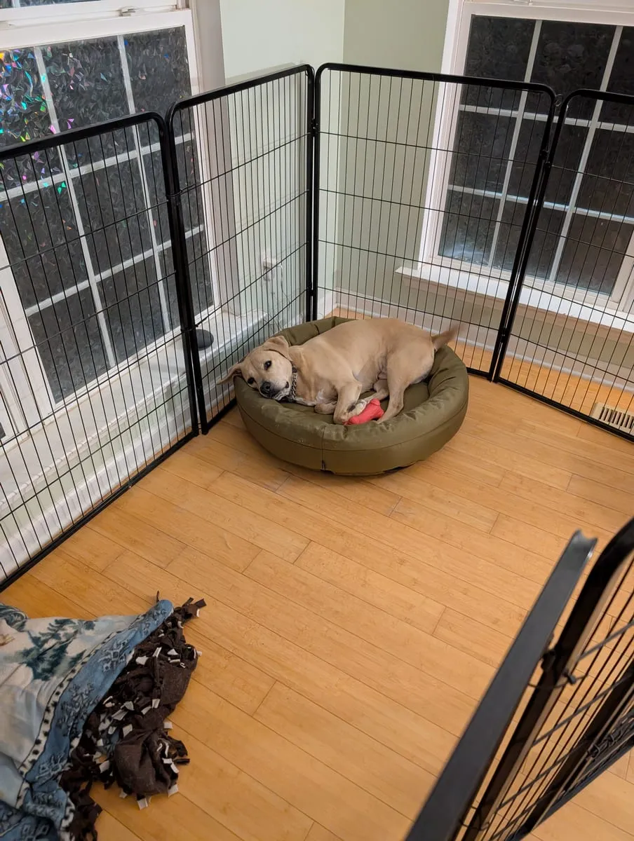 An older tan dog curled up in a round bed inside a wire pen by a window