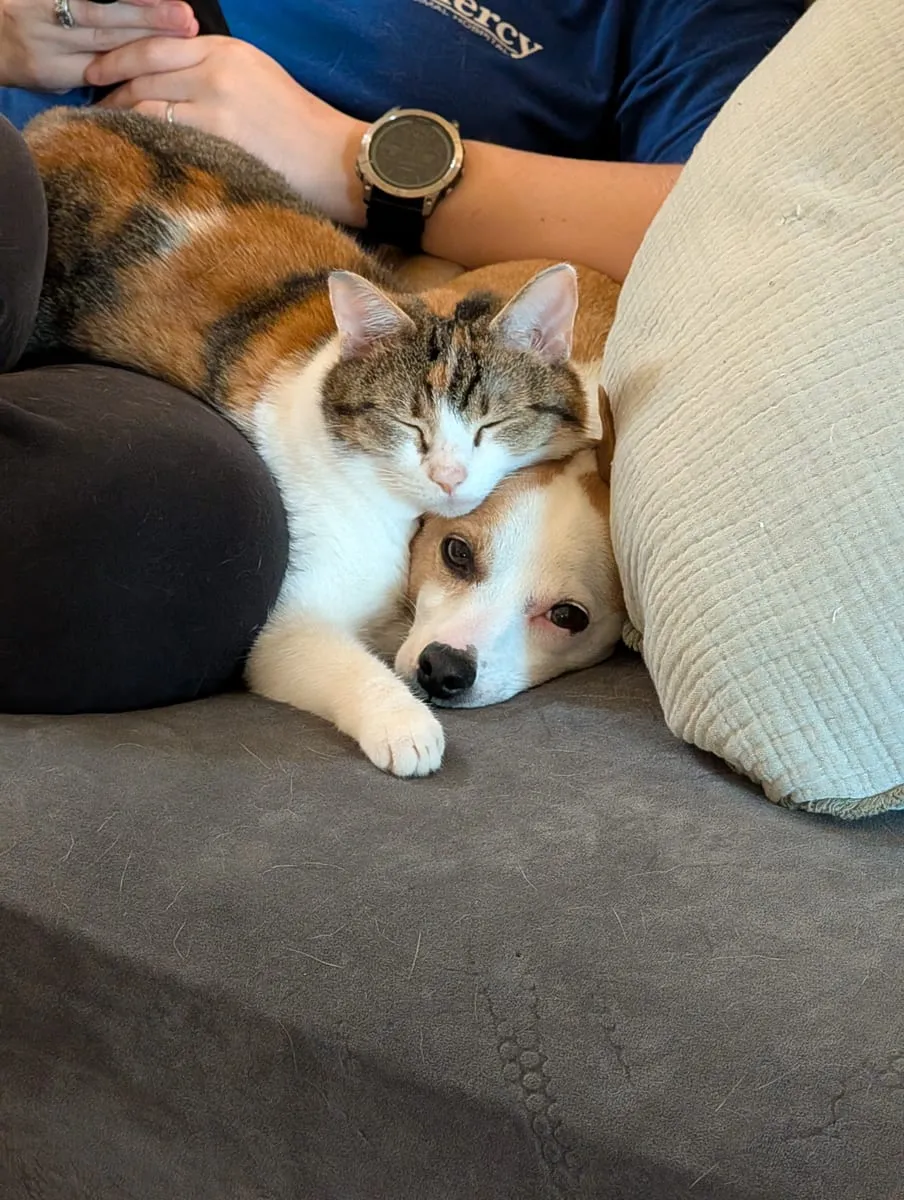A calico cat and a tan and white dog asleep together against a cushion