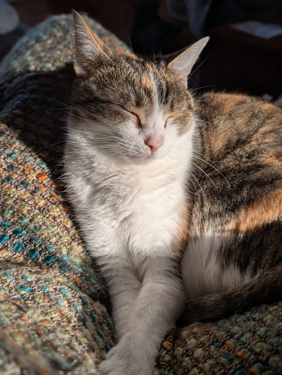 A calico cat asleep on a patterned blanket with its paws tucked in