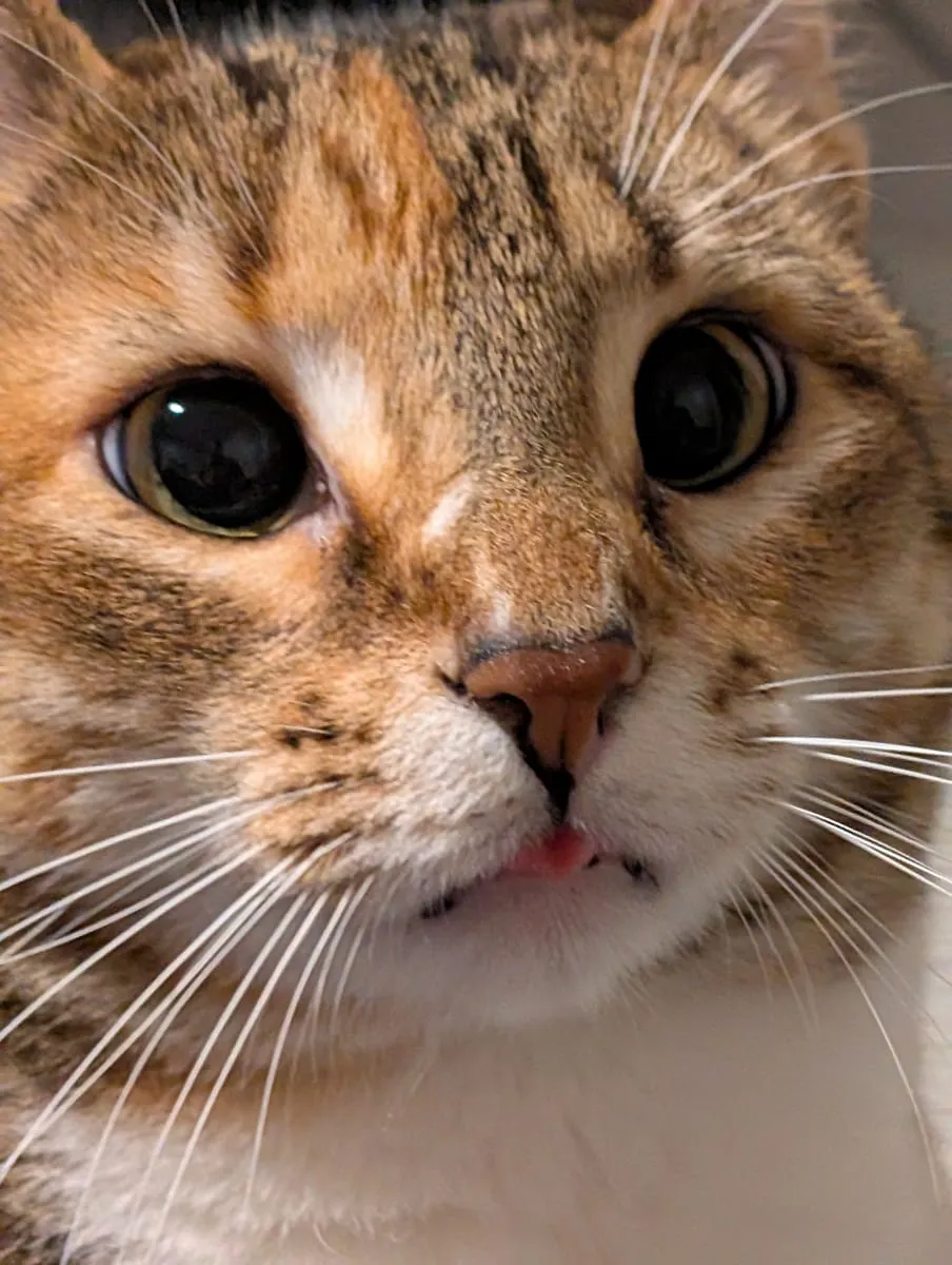 Close-up of a brown tabby and white cat with the tip of its tongue sticking out