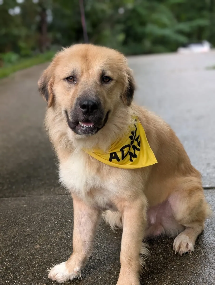 A golden dog wearing a yellow bandana sitting on wet pavement