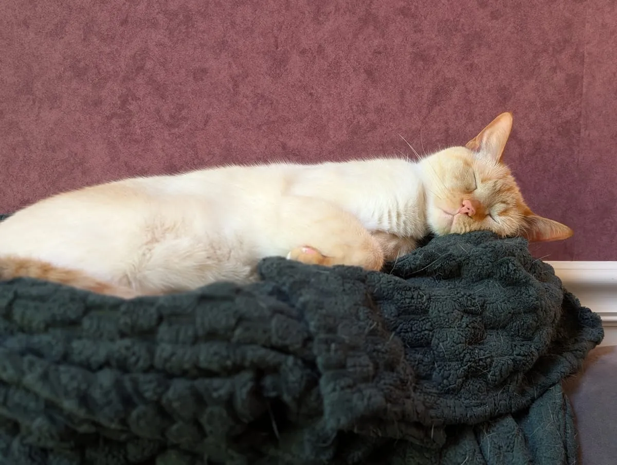 A cream-colored cat asleep on its side on a dark blanket, lit blue and purple