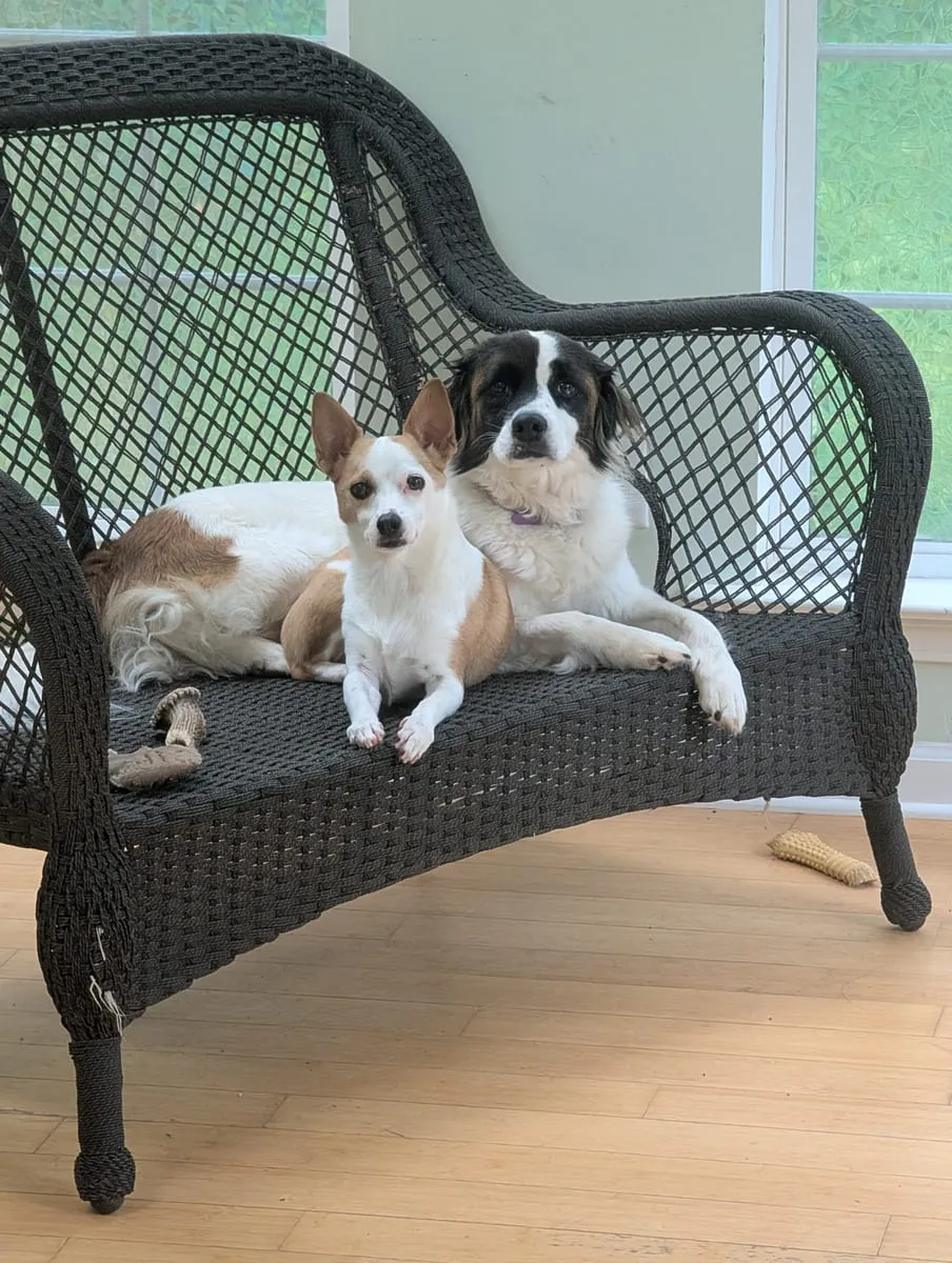 Two small dogs sitting together on a black wicker bench