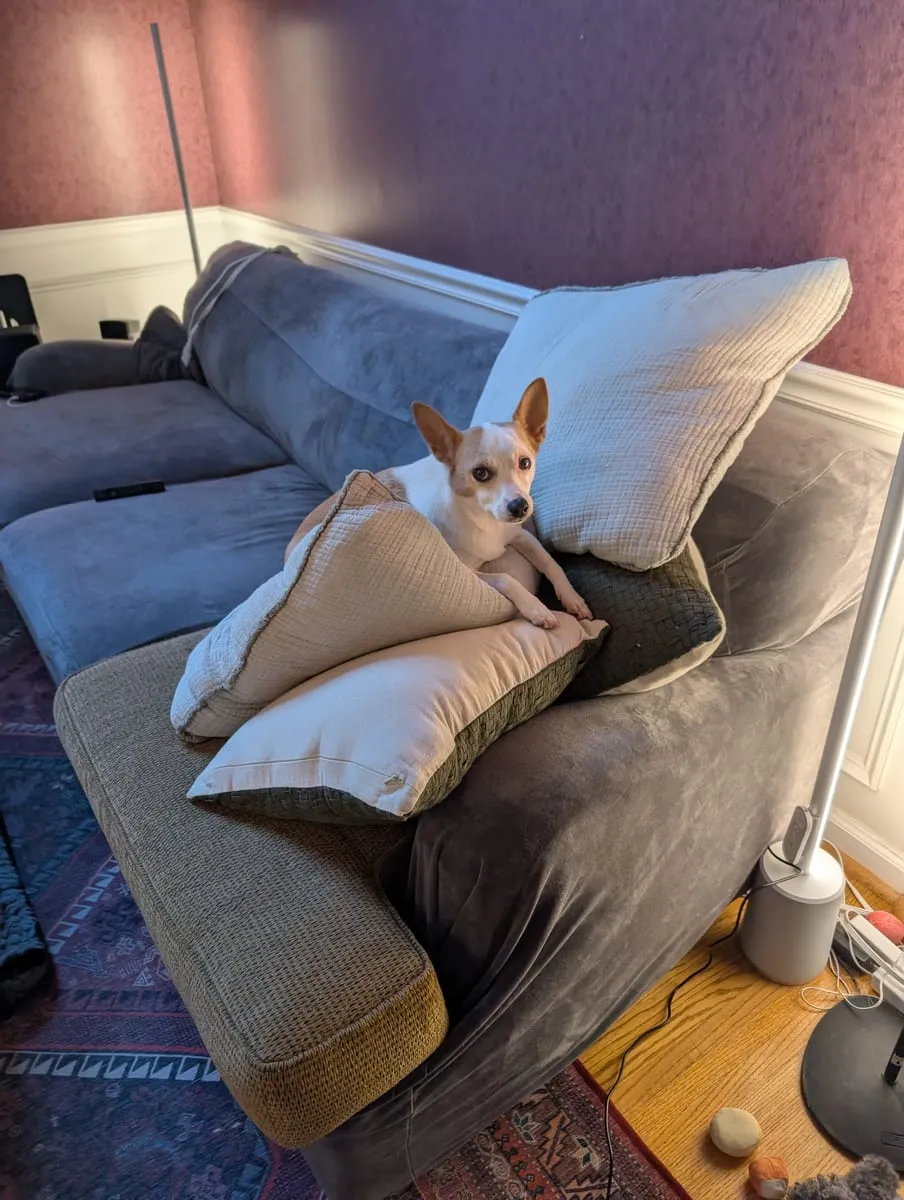 A small tan and white dog curled up on a cushion on a gray couch