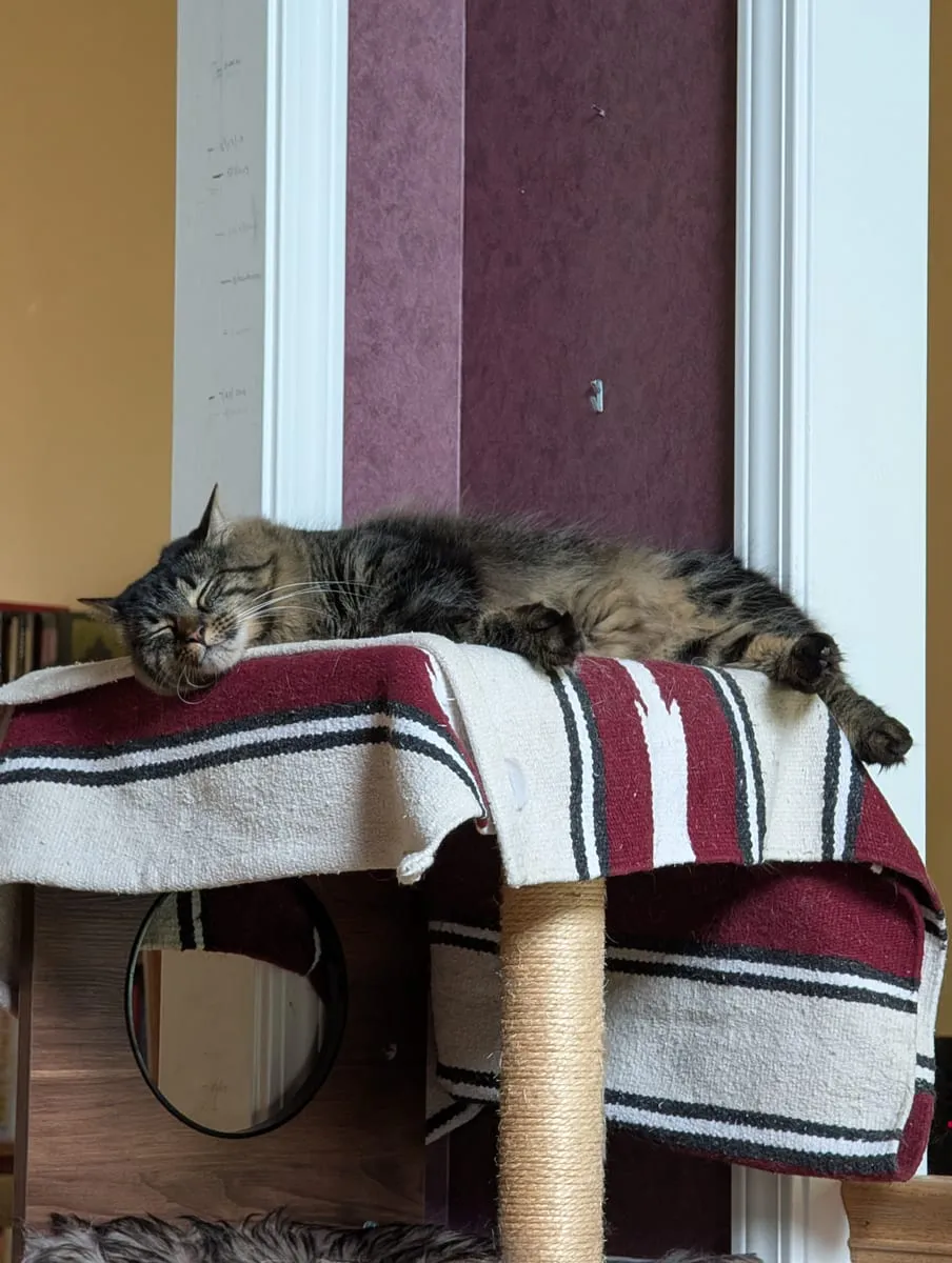 A dark tabby cat asleep on a blanket on top of a cat tree in a doorway