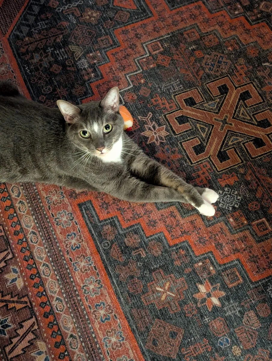A gray tabby cat stretched out on a patterned rug, looking up at the camera