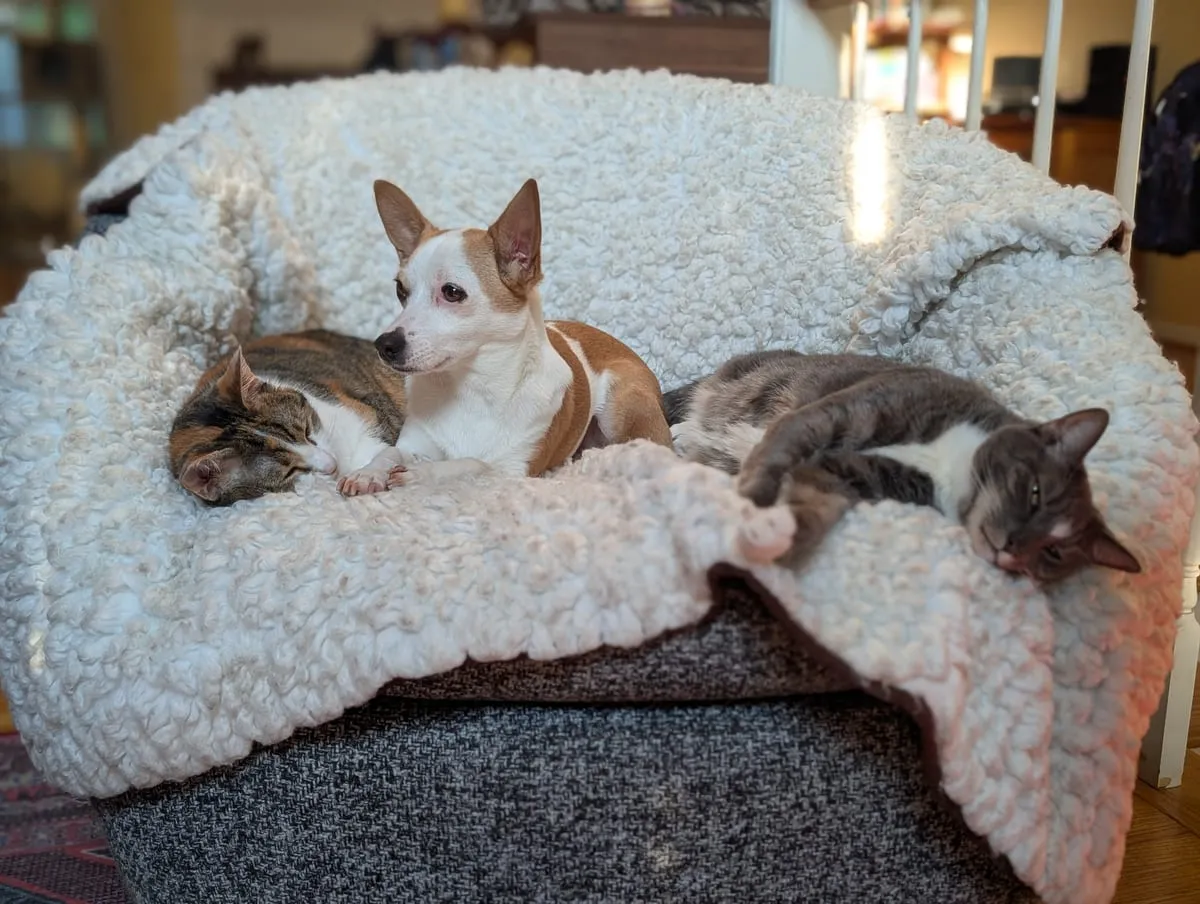 Two cats and a dog asleep in a heap on a fleece blanket