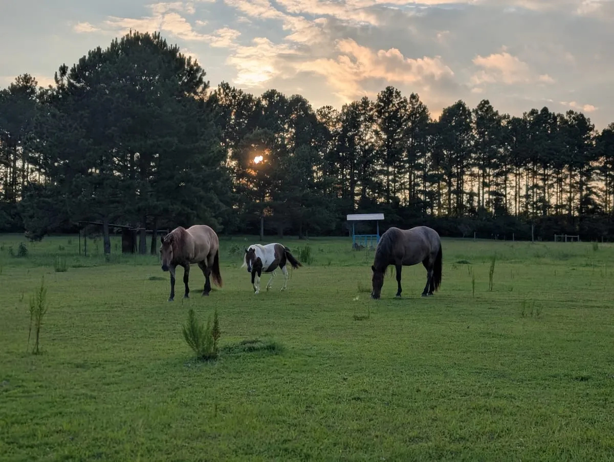 Three horses grazing in a green pasture at dusk with pine trees behind them